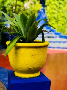 Jardin Majorelle Marrakech