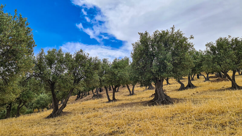 Moulay Idris Marokko wie in der Toskana