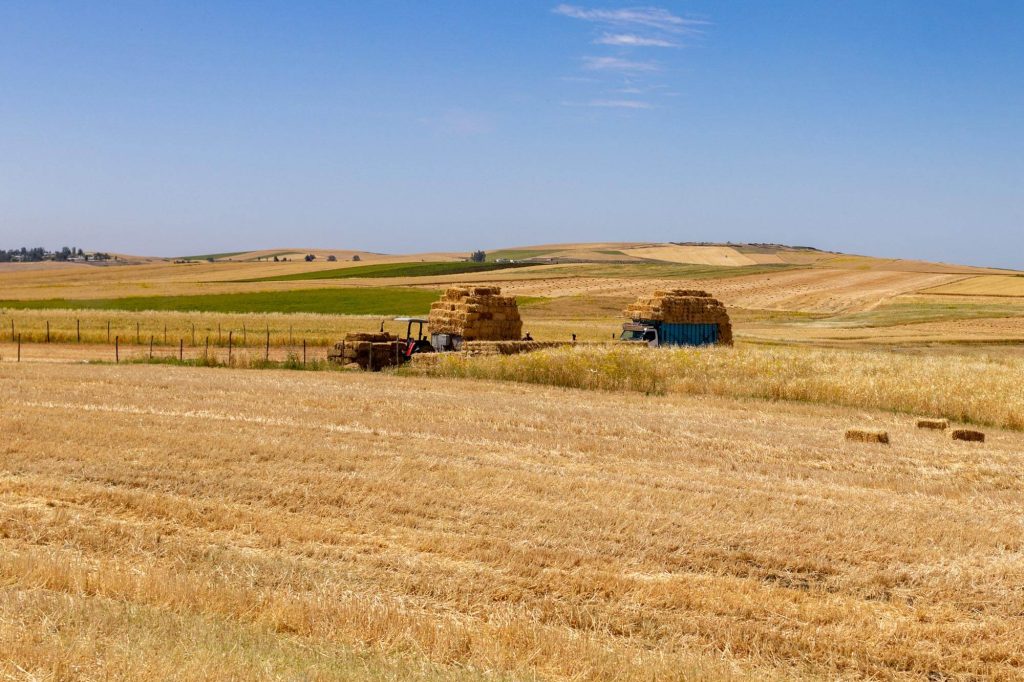Landwirtschaft in der Region Meknes