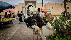 Souk El Had Agadir